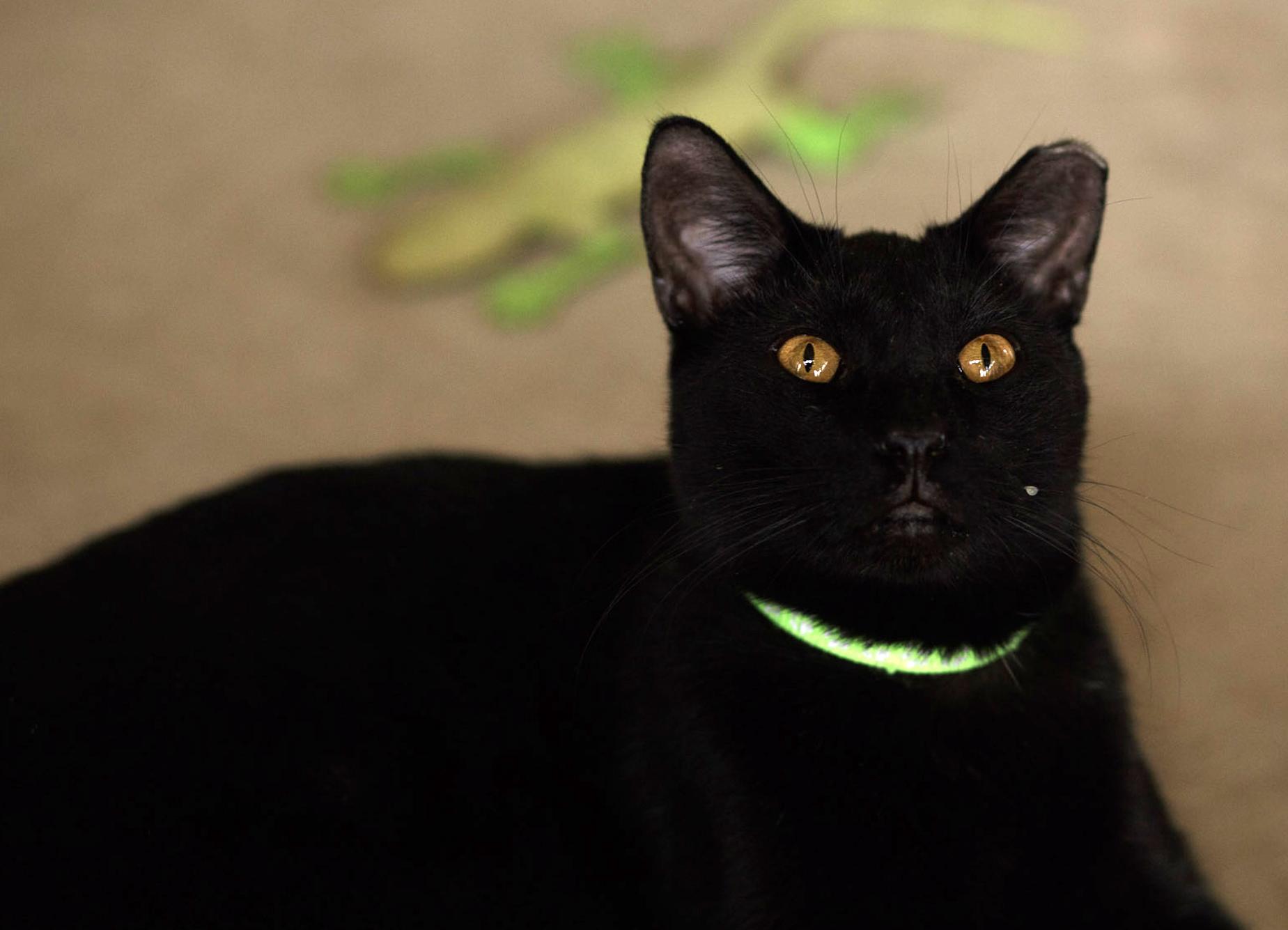 Enlarge Sporty Spice, an adopted Domestic Short Hair in Marana, AZ image 1/1