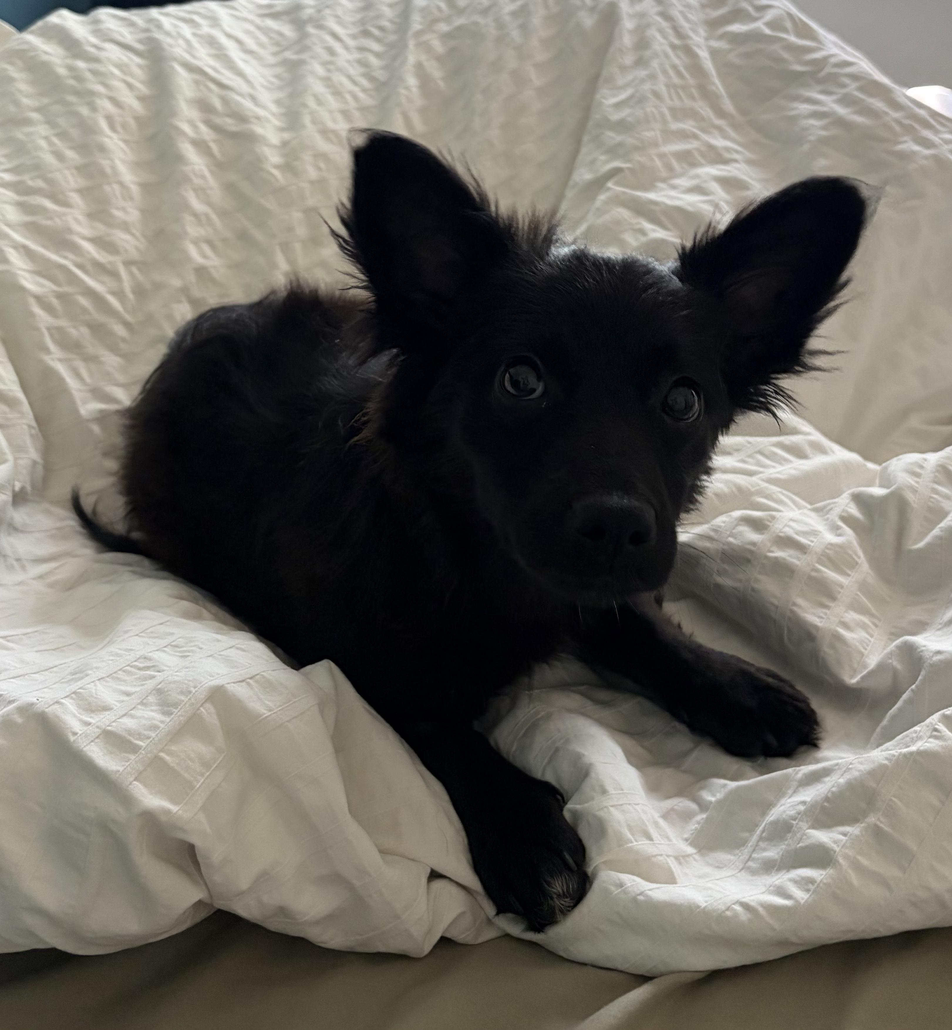 Farrah, adopted, Young Female Scottish Terrier.