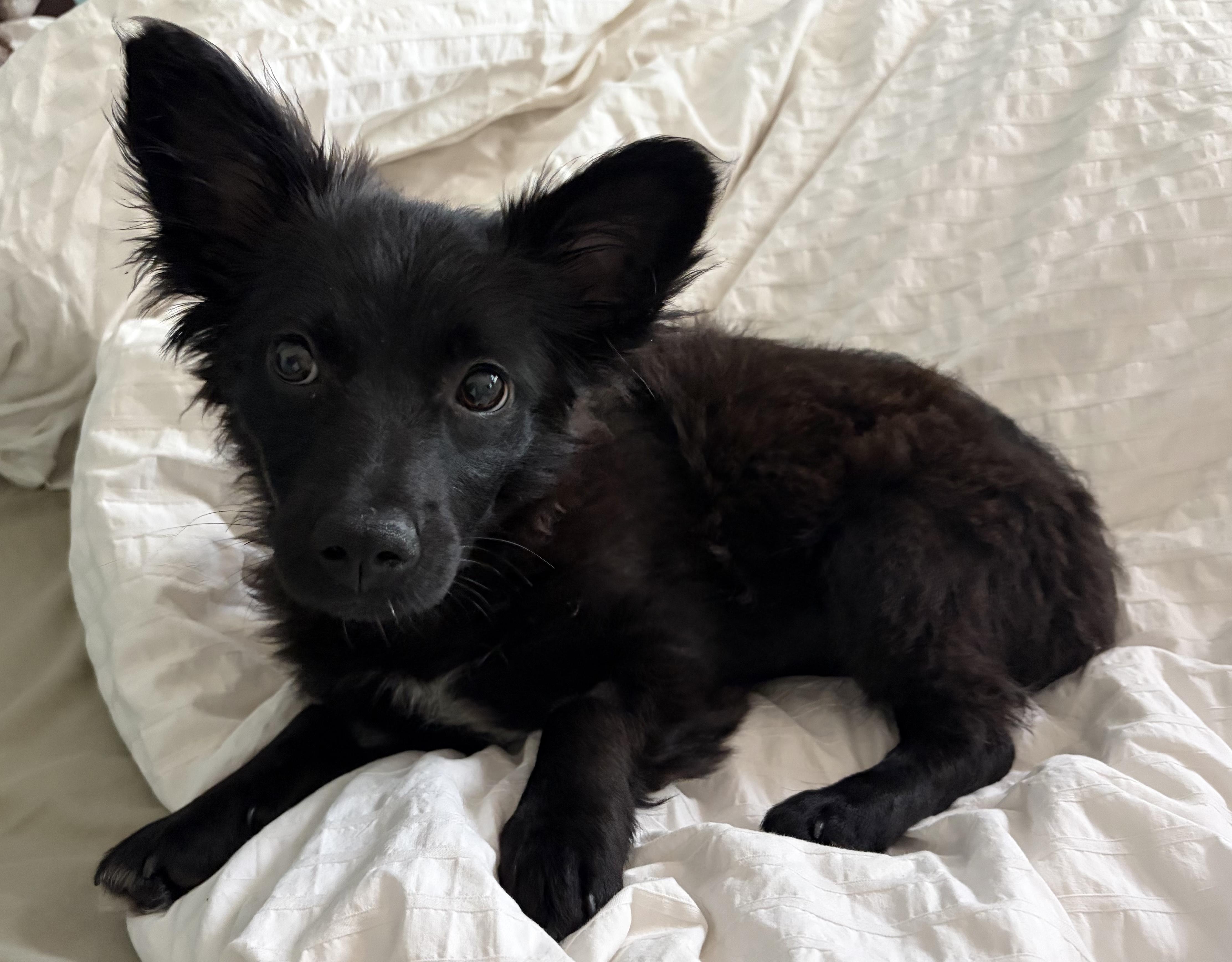 Farrah, an adopted mixed breed in Penryn, CA image 2/3