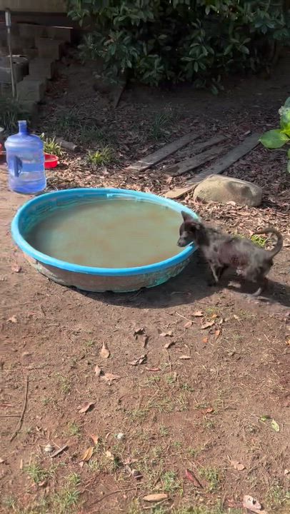 Enlarge Farrah, an adopted mixed breed in Penryn, CA video 3/3