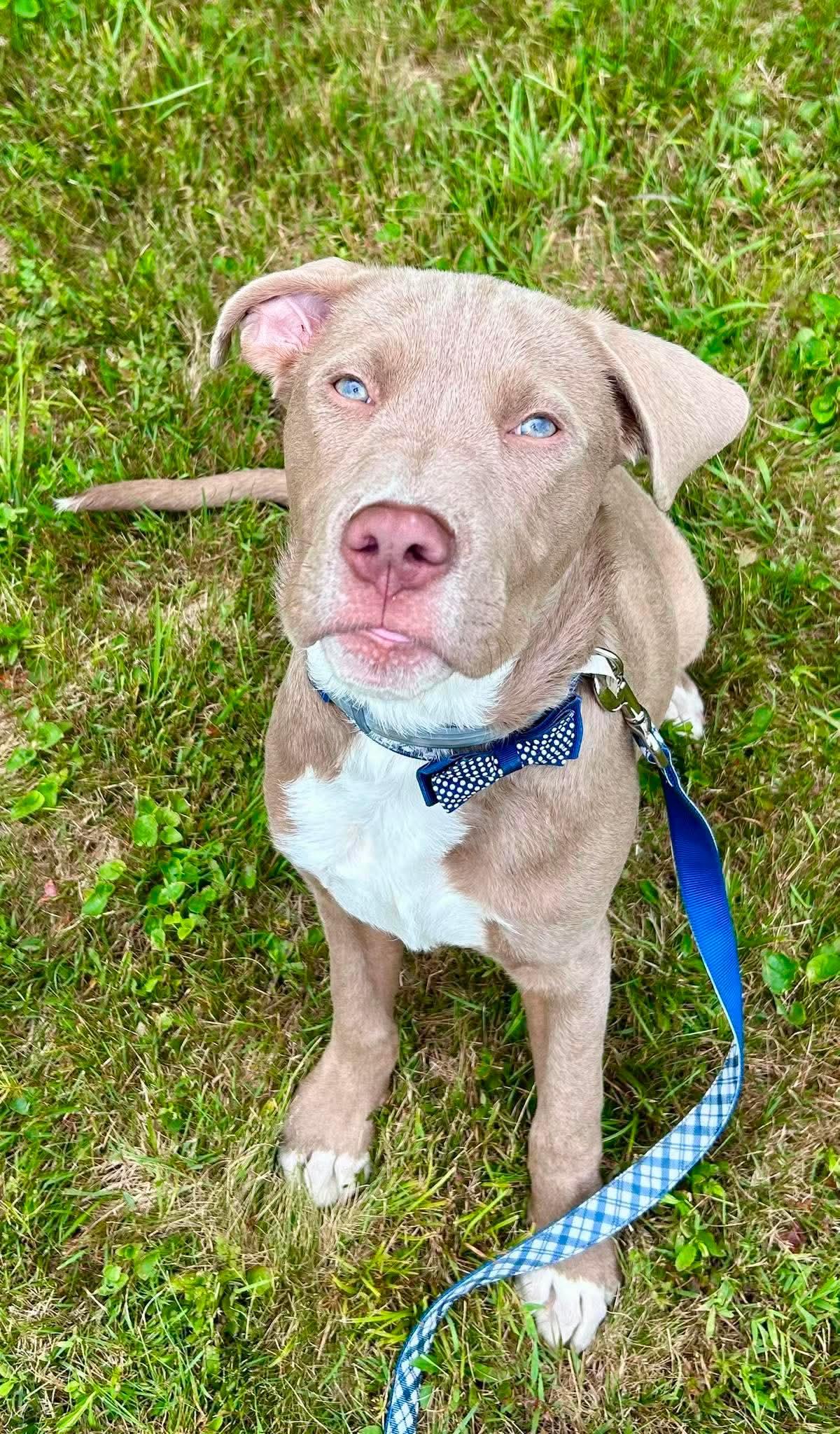 Whiskey, a ADOPTABLE mixed breed in Kennebunk , ME image 1/4
