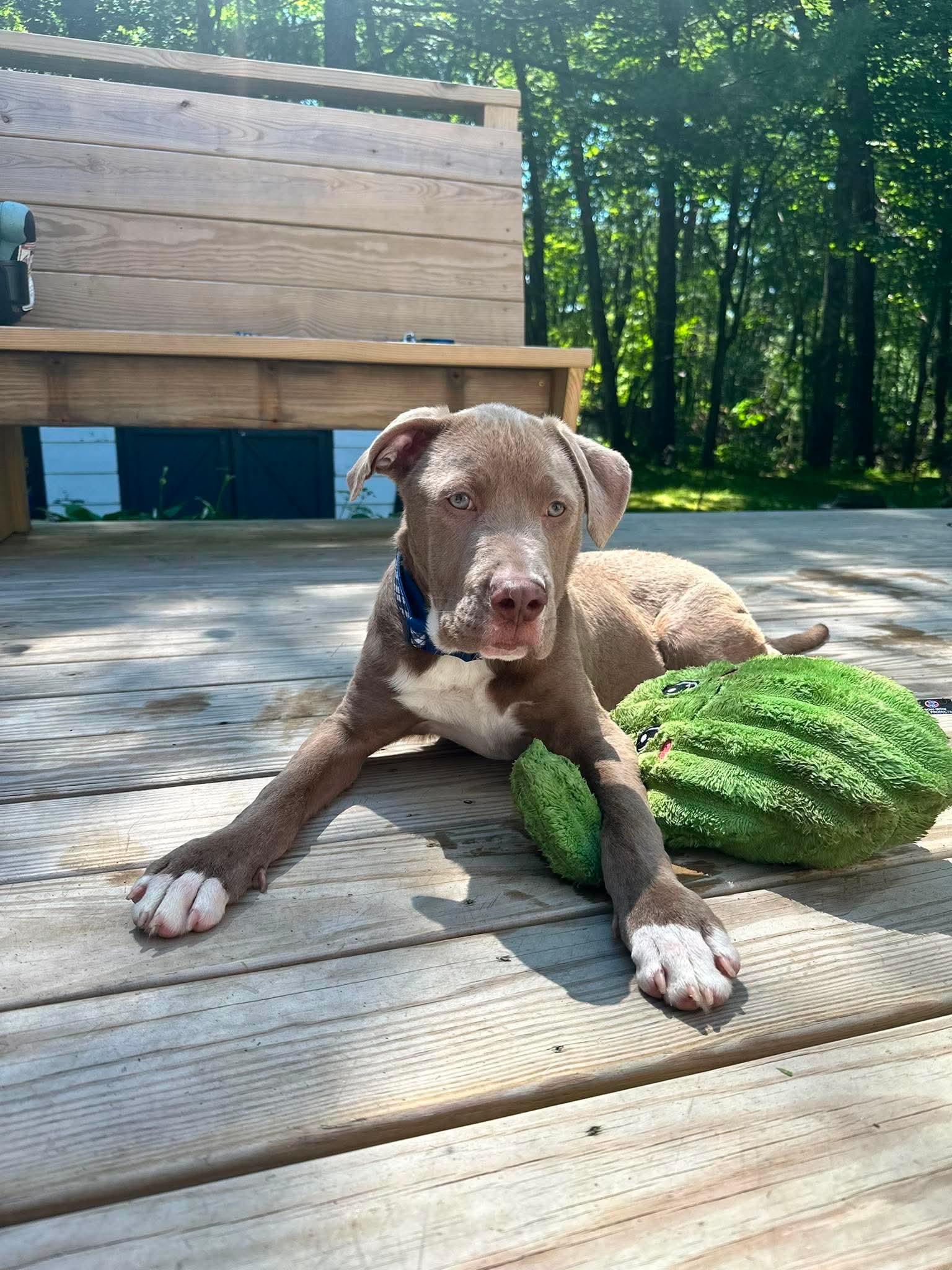 Whiskey, a ADOPTABLE mixed breed in Kennebunk , ME image 2/4