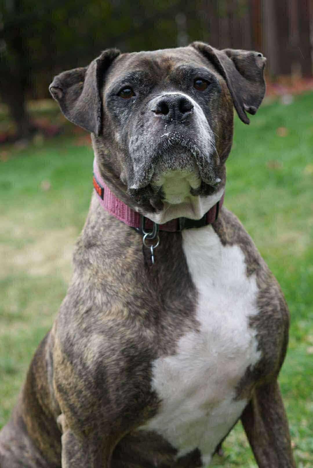 Enlarge Missy Meatball 25-019, a ADOPTABLE mixed breed in Westmeath, ON image 1/1