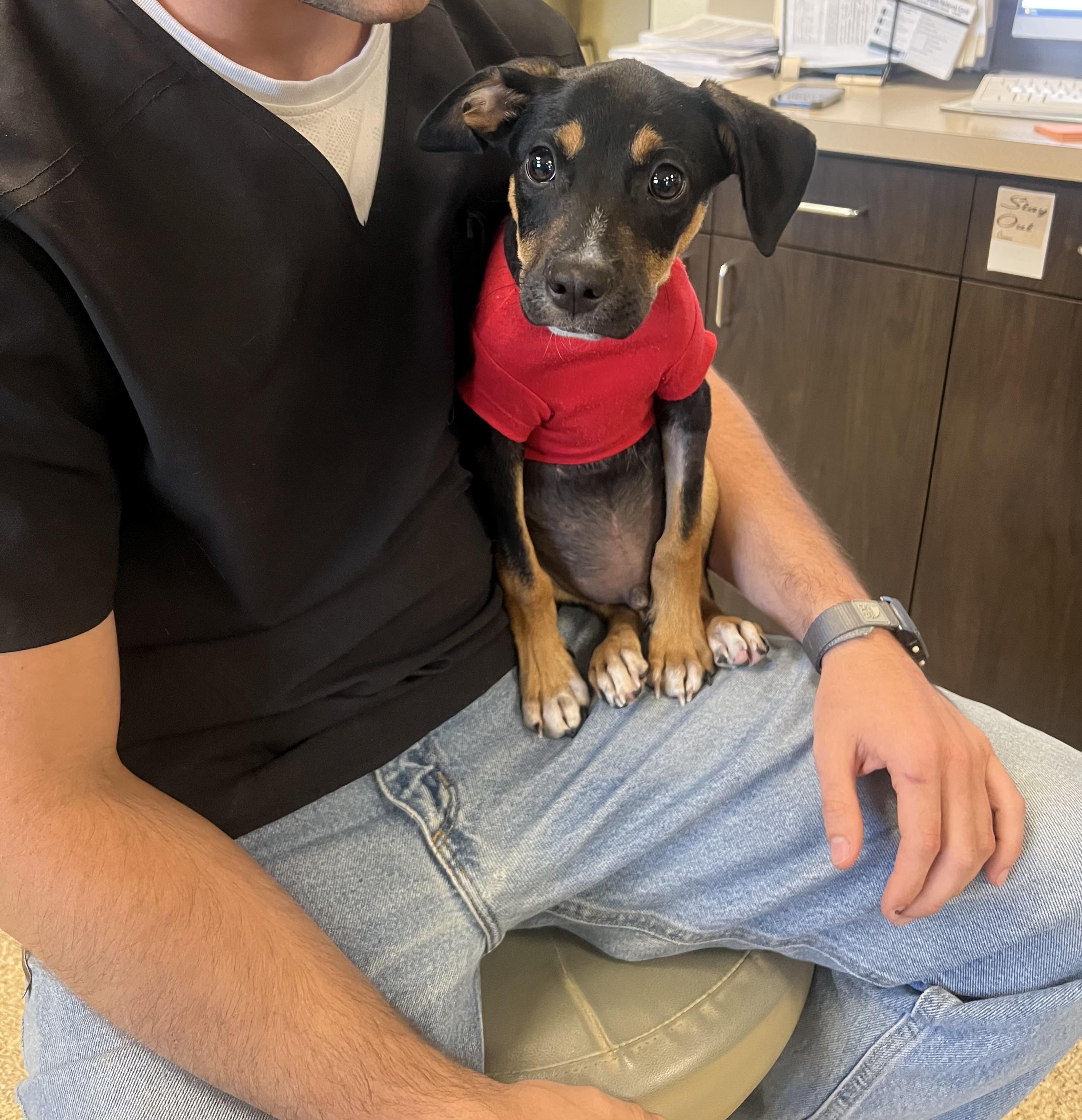 Ratty Roger, a ADOPTABLE mixed breed in San Antonio, TX image 3/5