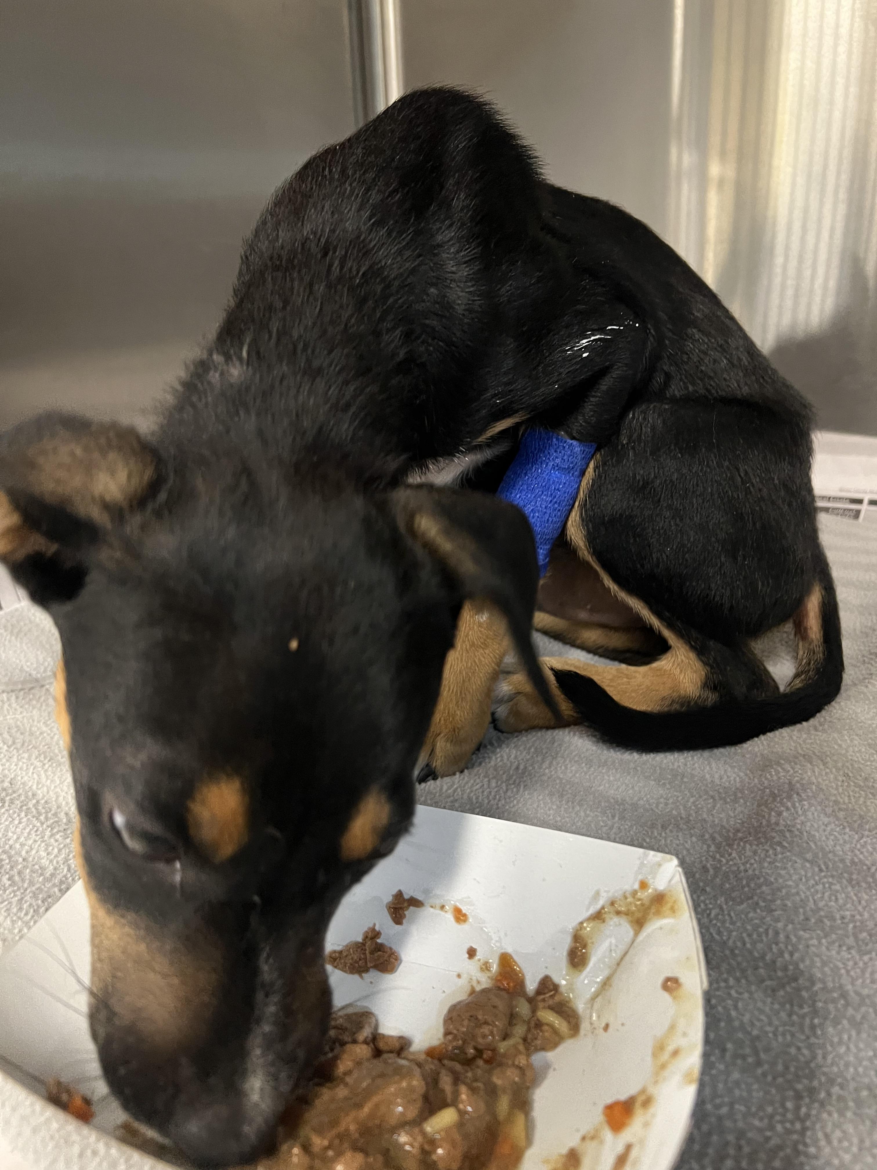 Ratty Roger, a ADOPTABLE mixed breed in San Antonio, TX image 4/5