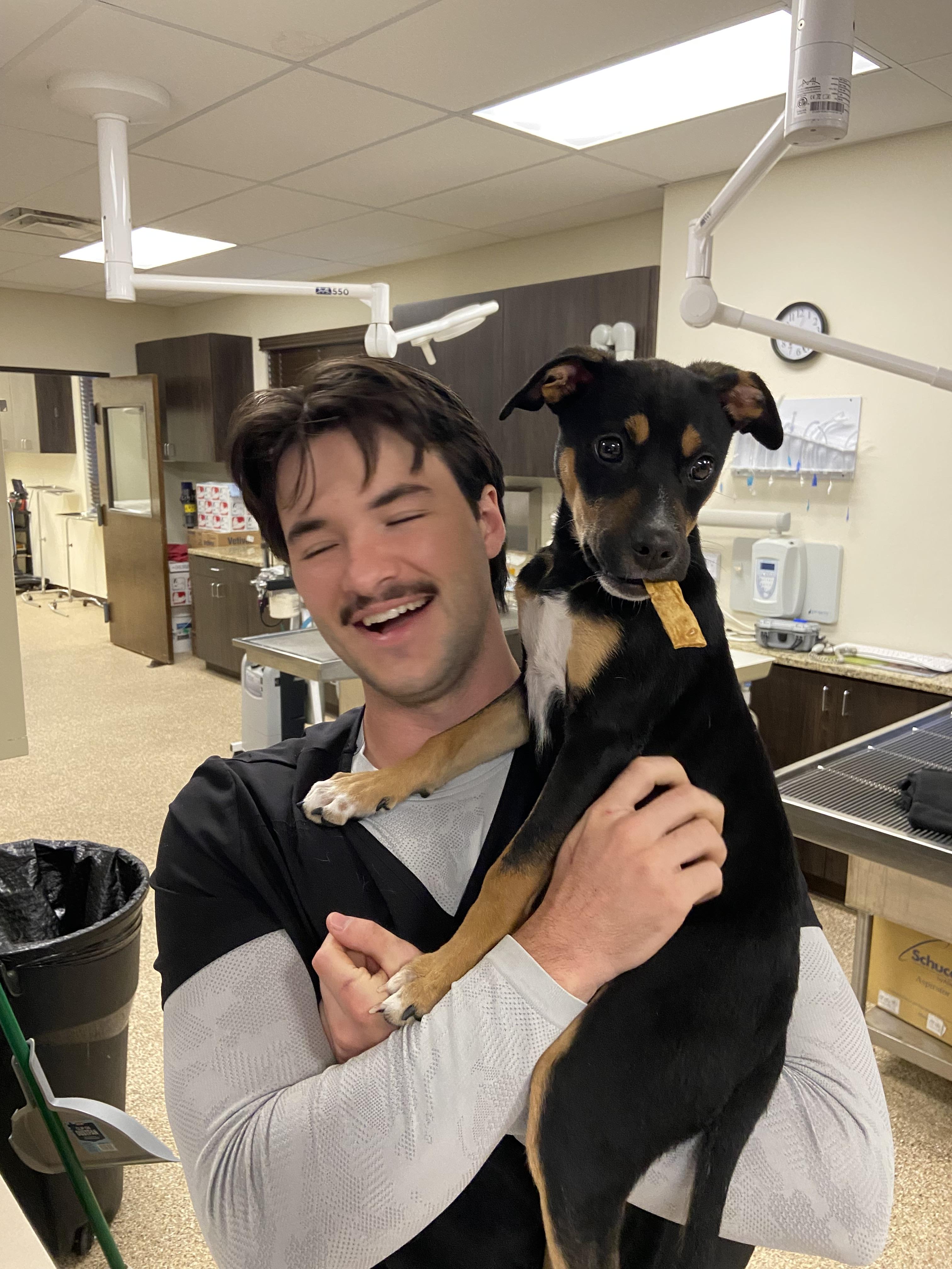 Ratty Roger, ADOPTABLE, Puppy Male Miniature Pinscher & Chihuahua.
