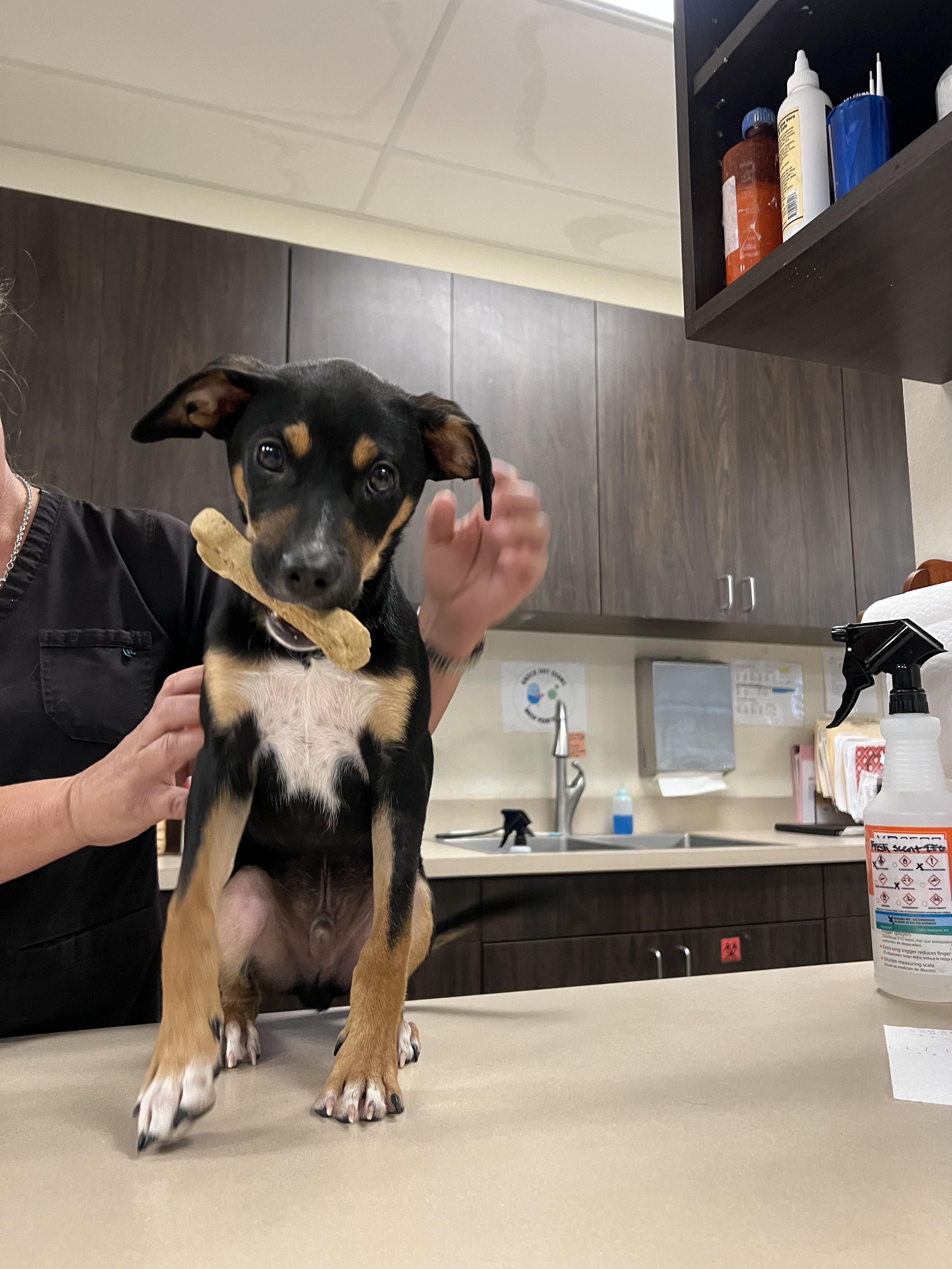 Ratty Roger, a ADOPTABLE mixed breed in San Antonio, TX image 2/5