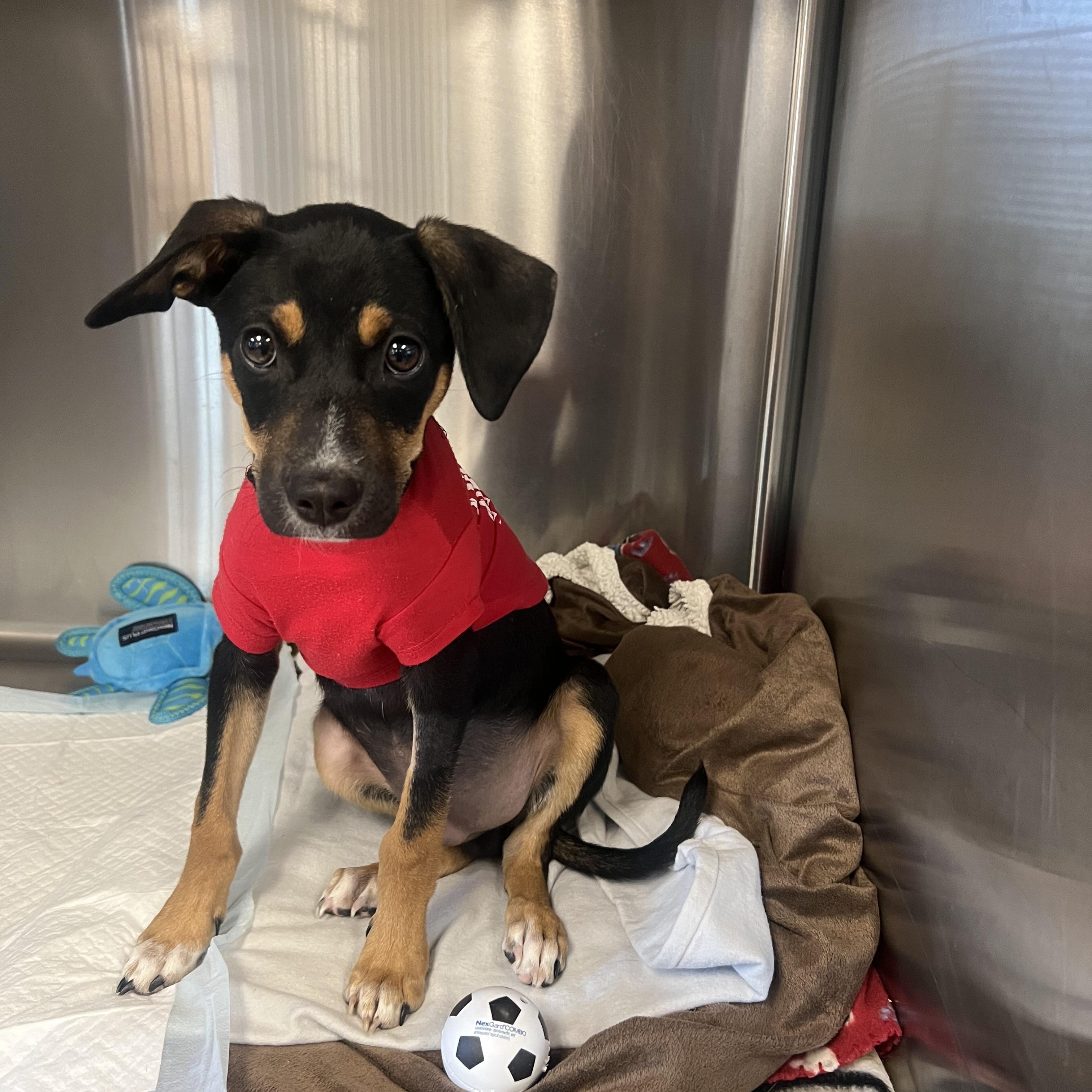 Enlarge Ratty Roger, a Adoptable mixed breed in San Antonio, TX image 1/5
