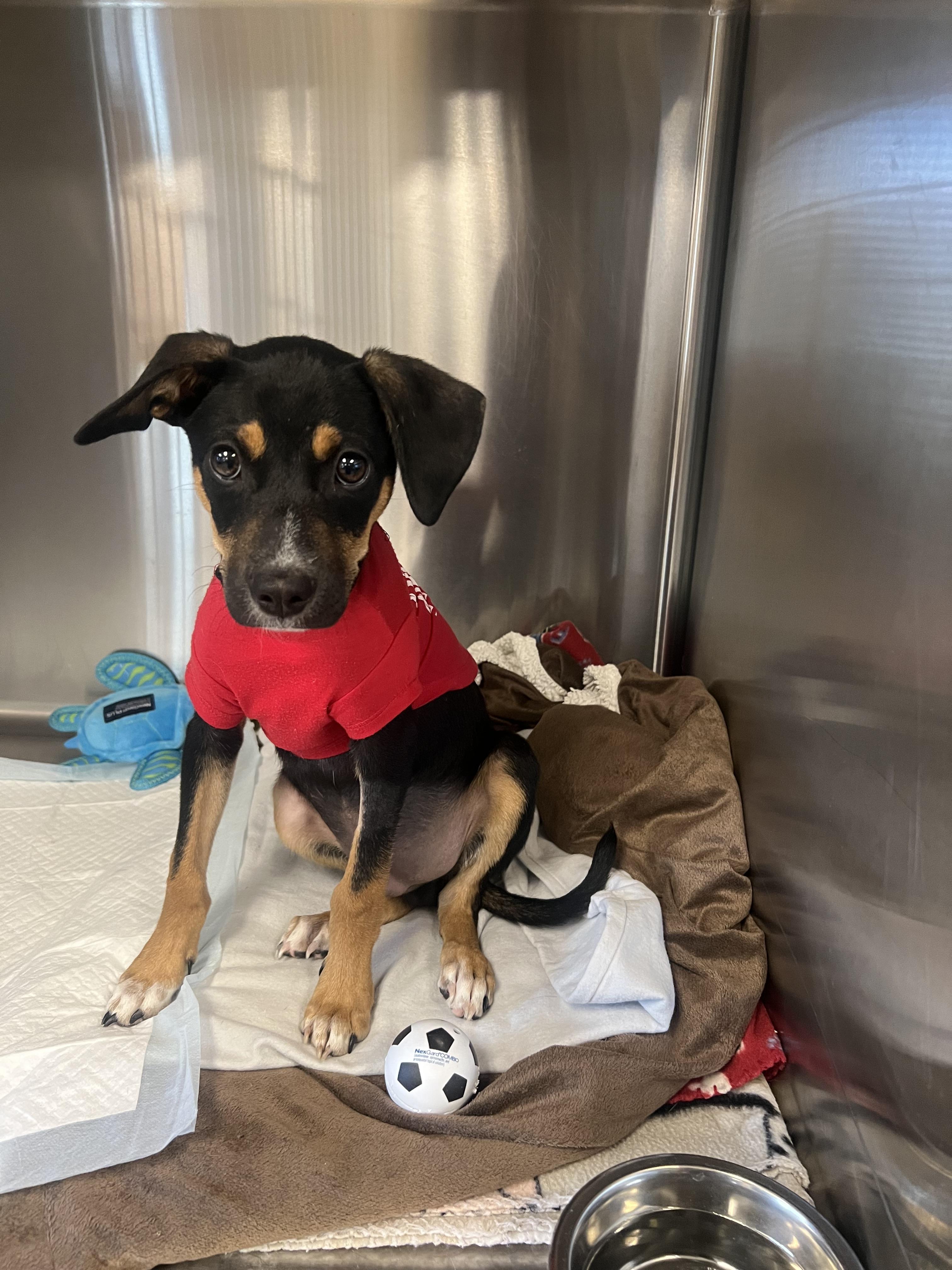 Ratty Roger, a ADOPTABLE mixed breed in San Antonio, TX image 5/5