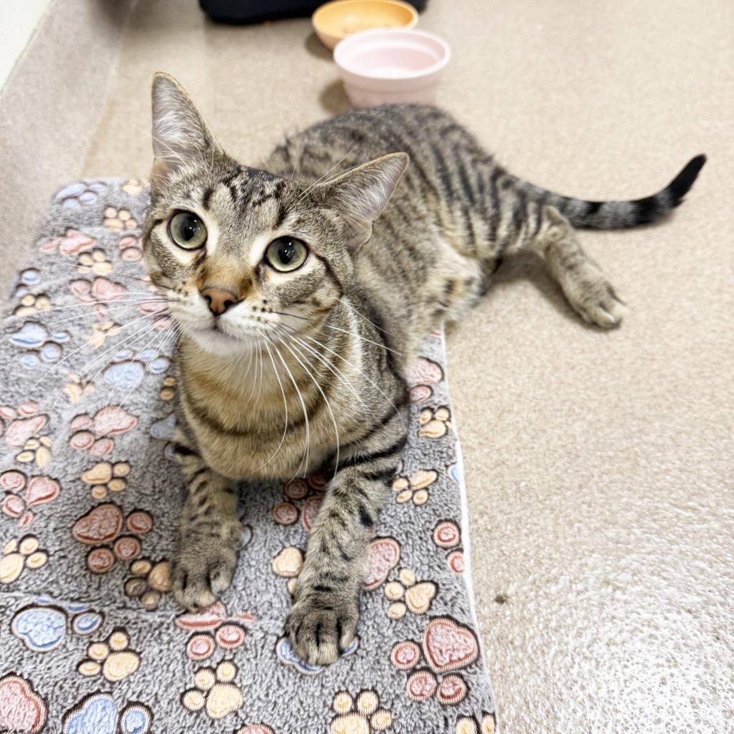 Mack, Adoptable, Young Male Domestic Short Hair.