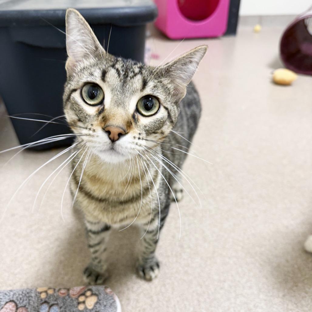 Mack, a Adoptable Domestic Short Hair in Oshkosh, WI image 2/4
