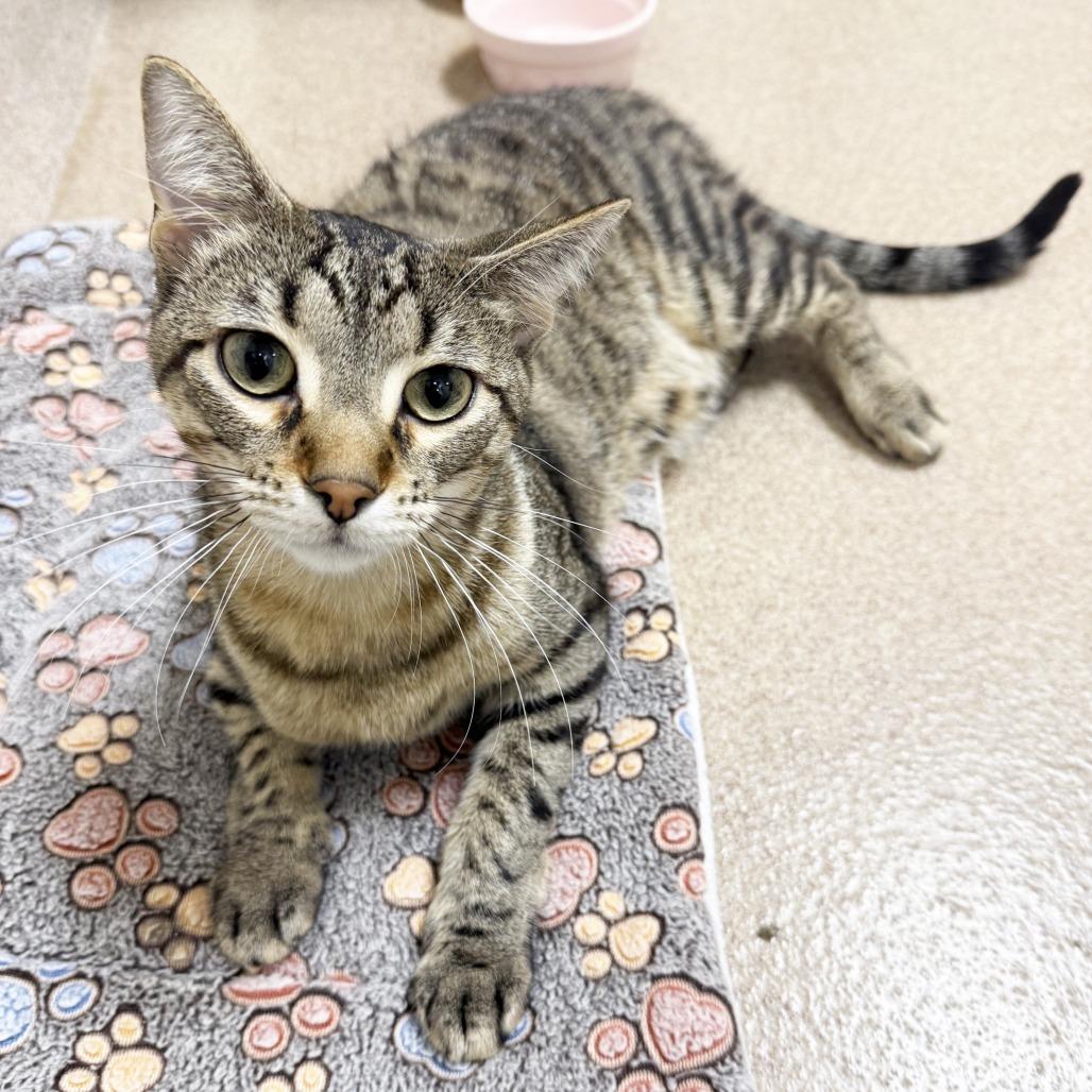 Mack, a Adoptable Domestic Short Hair in Oshkosh, WI image 3/4