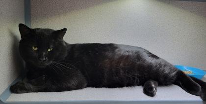 Enlarge Panther, a ADOPTABLE mixed breed in Canon City, CO image 1/1