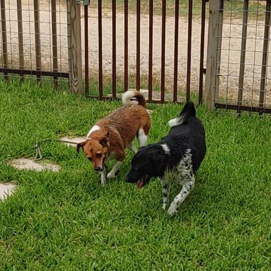 Ginger and Mary Ann, Adoptable, Adult Female Basenji & American Foxhound.