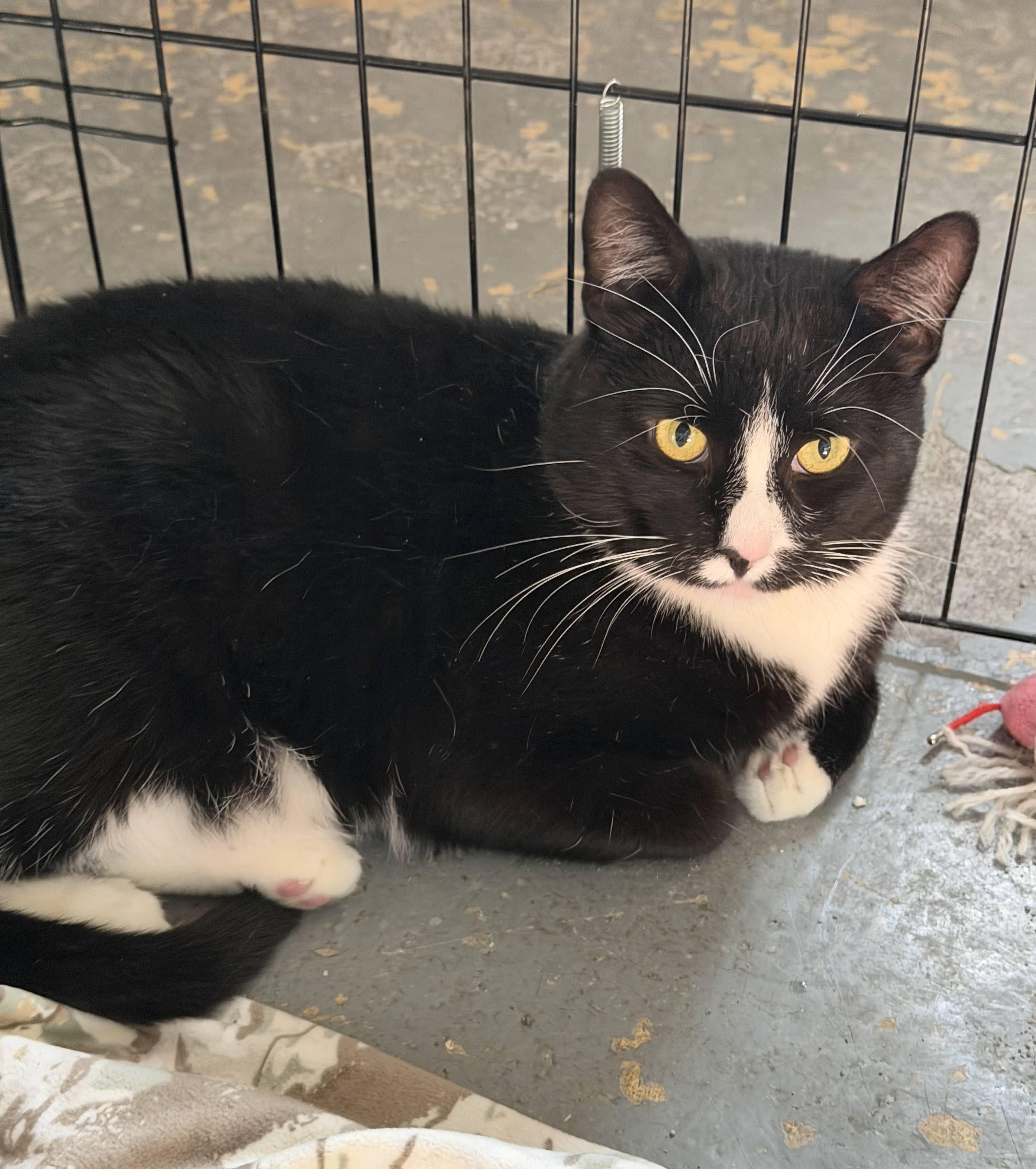 Willy, ADOPTABLE, Adult Male American Shorthair.