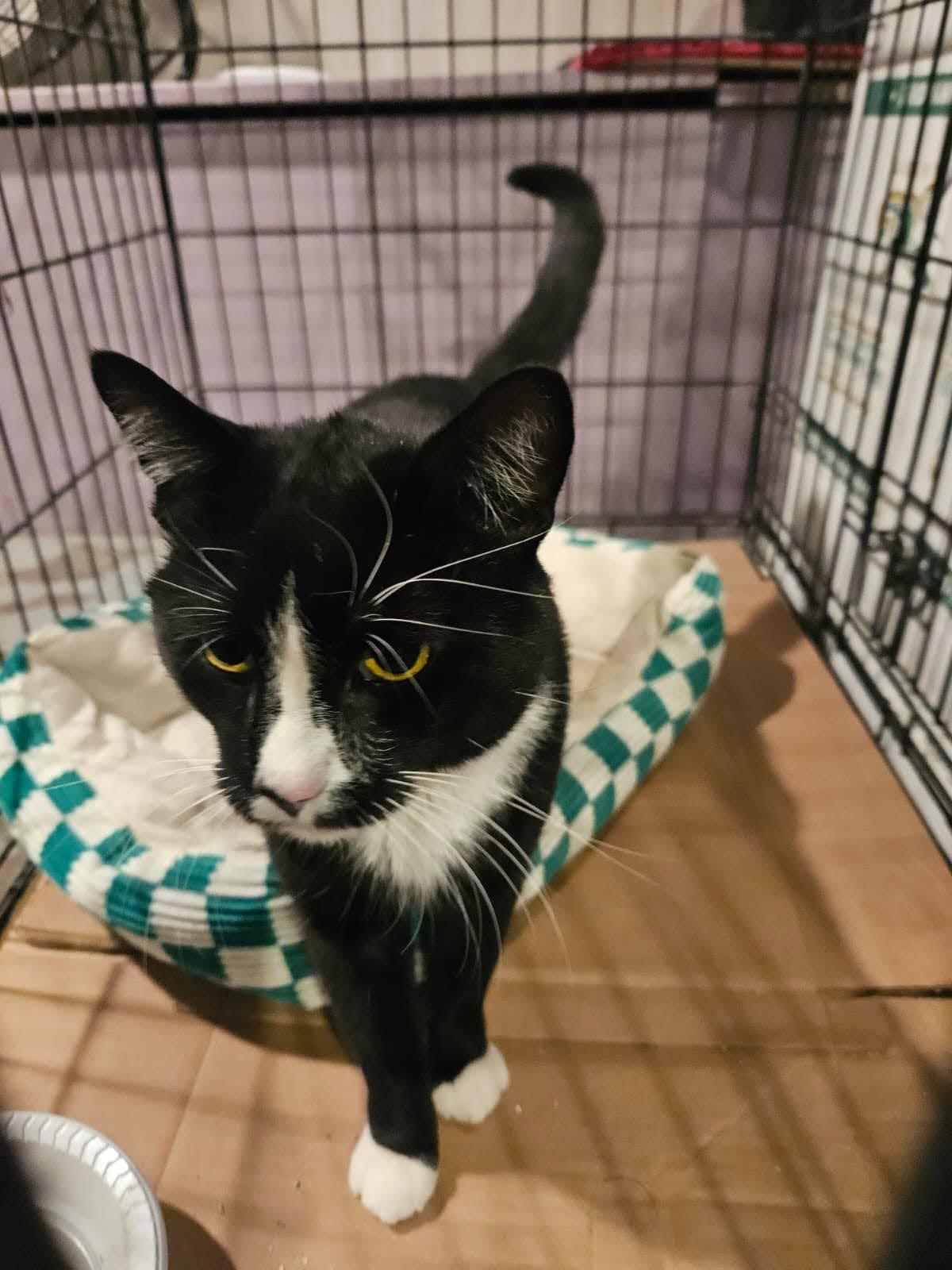 Enlarge Willy, a ADOPTABLE American Shorthair in Brooklyn, NY image 2/5