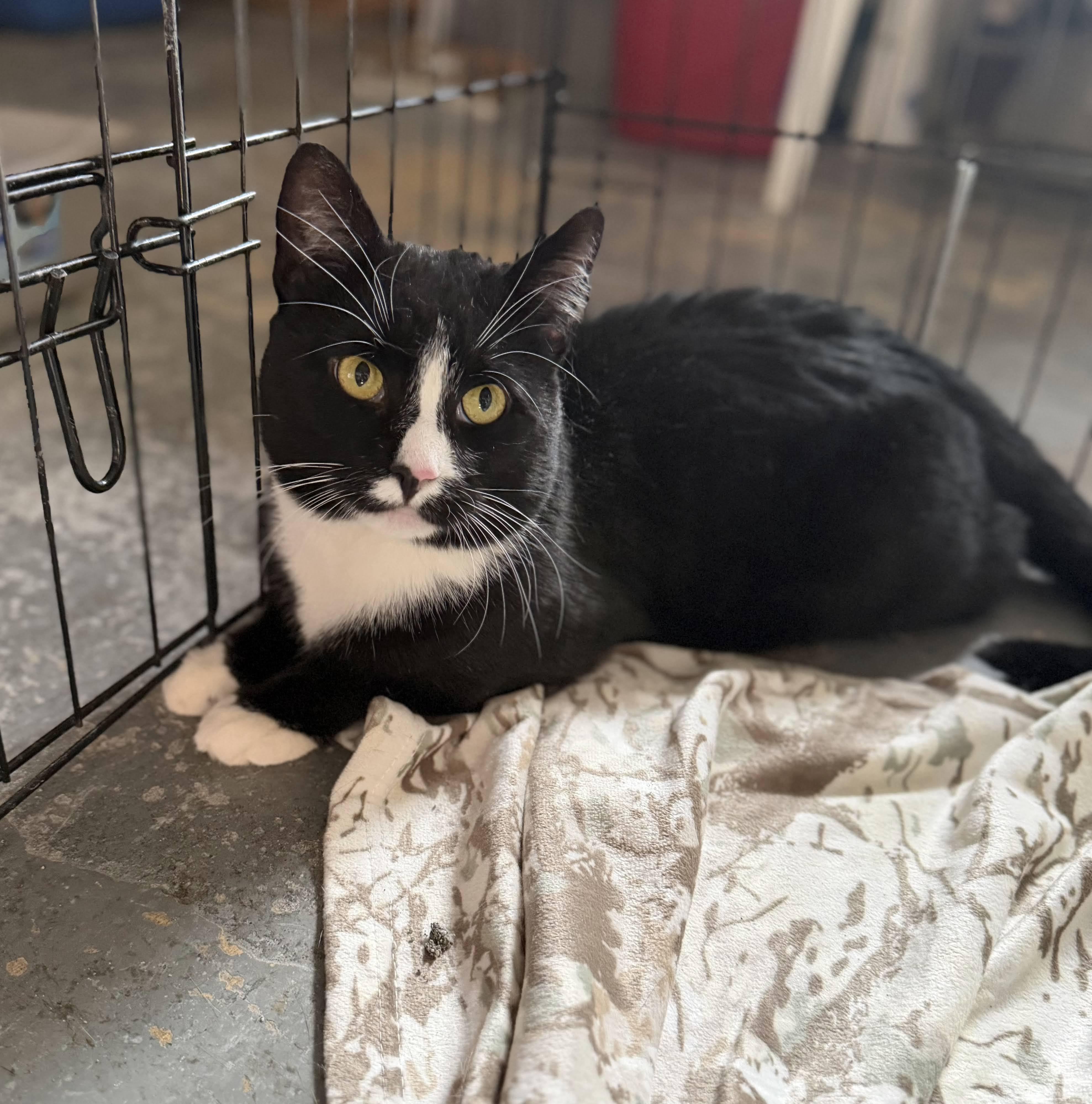 Enlarge Willy, a ADOPTABLE American Shorthair in Brooklyn, NY image 4/5