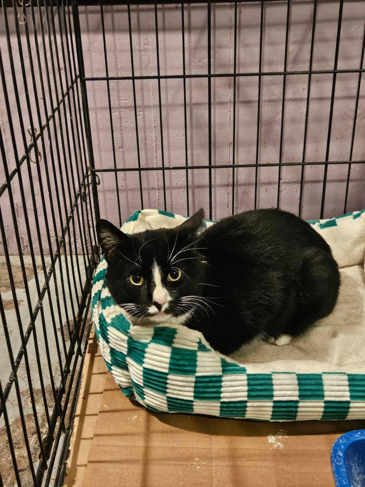 Enlarge Willy, a ADOPTABLE American Shorthair in Brooklyn, NY image 3/5