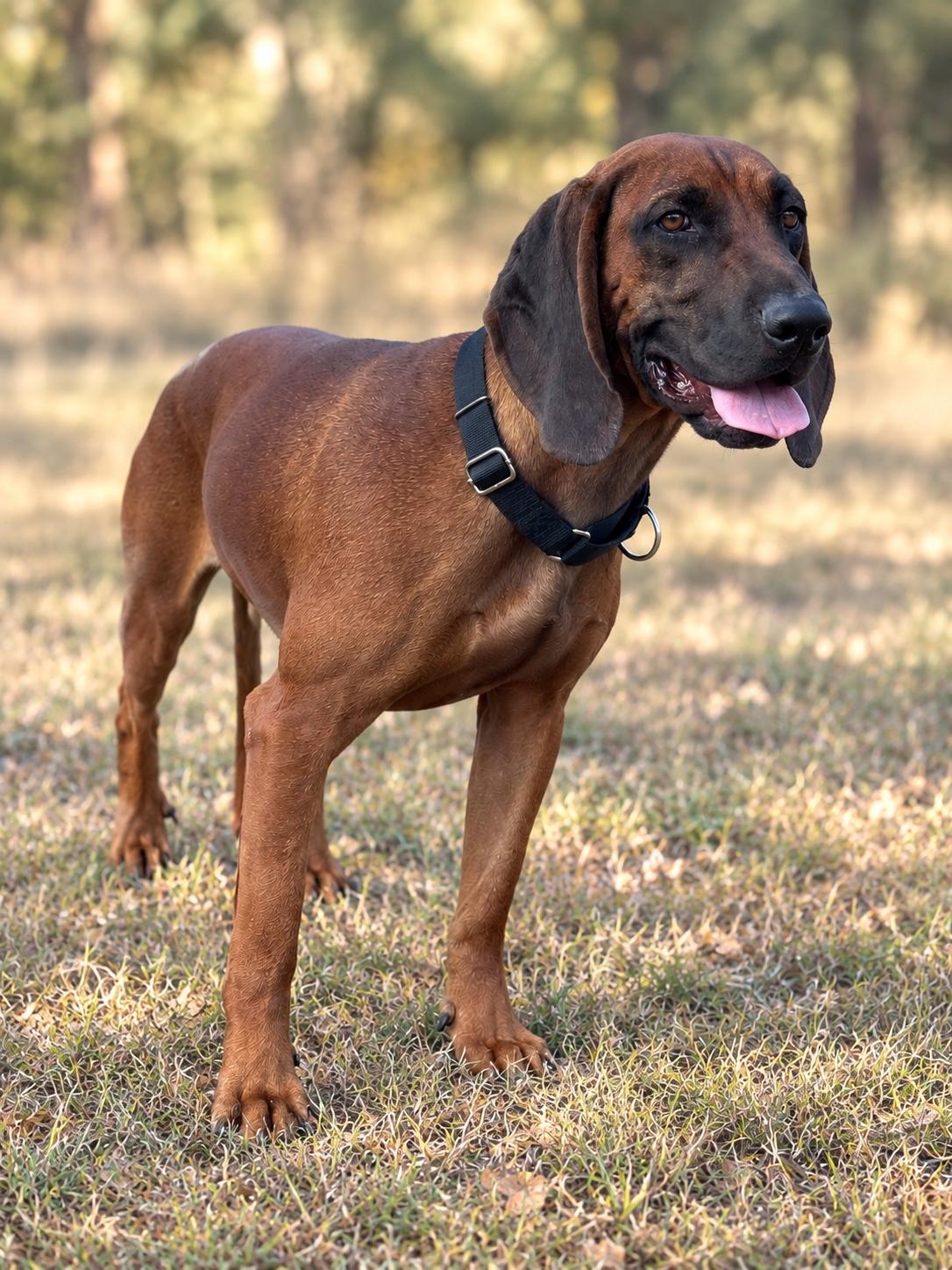 Cooper, Adoptable, Adult Male Hound.