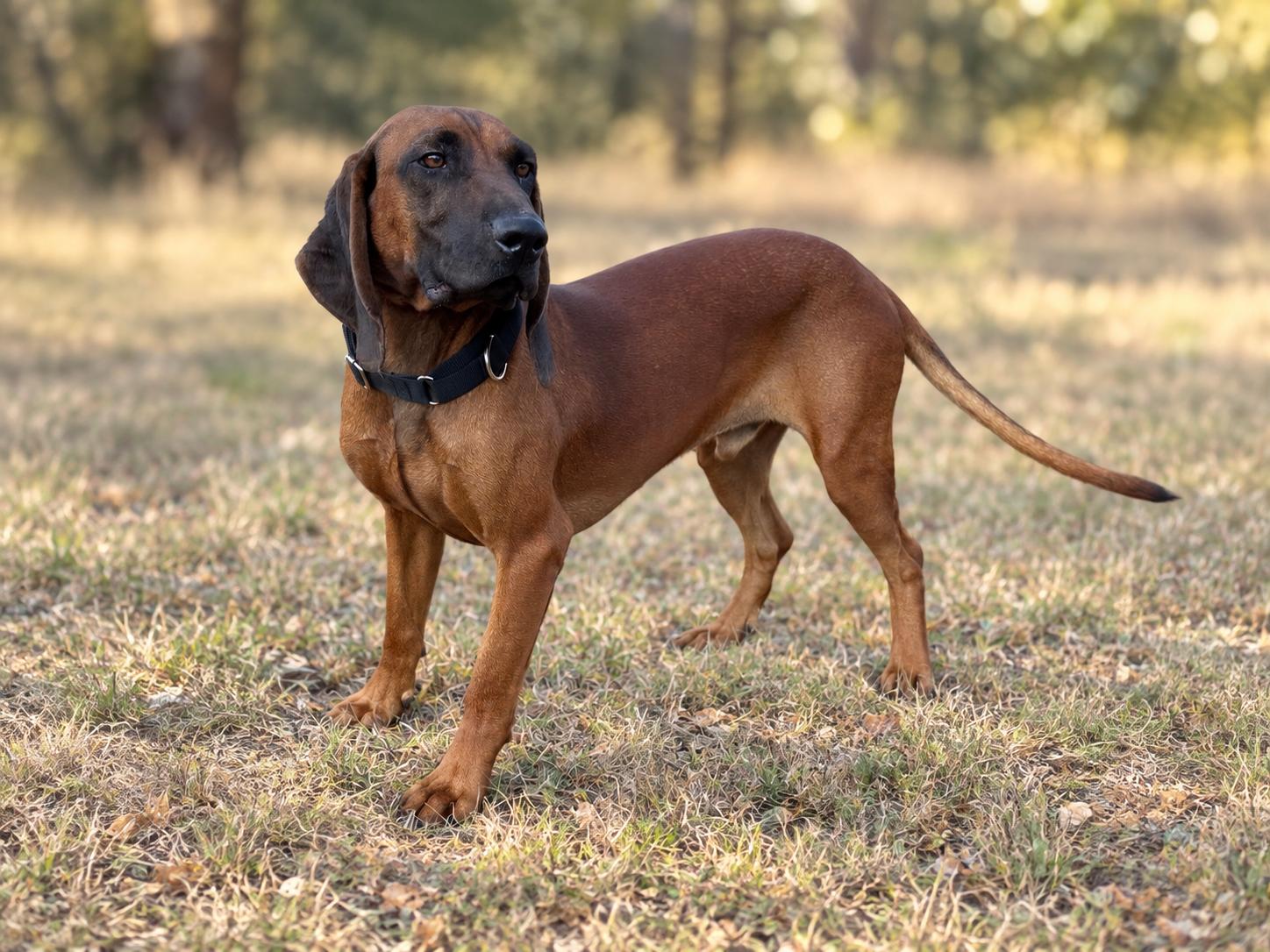 Enlarge Cooper, a Adoptable Hound in Helotes, TX image 2/3