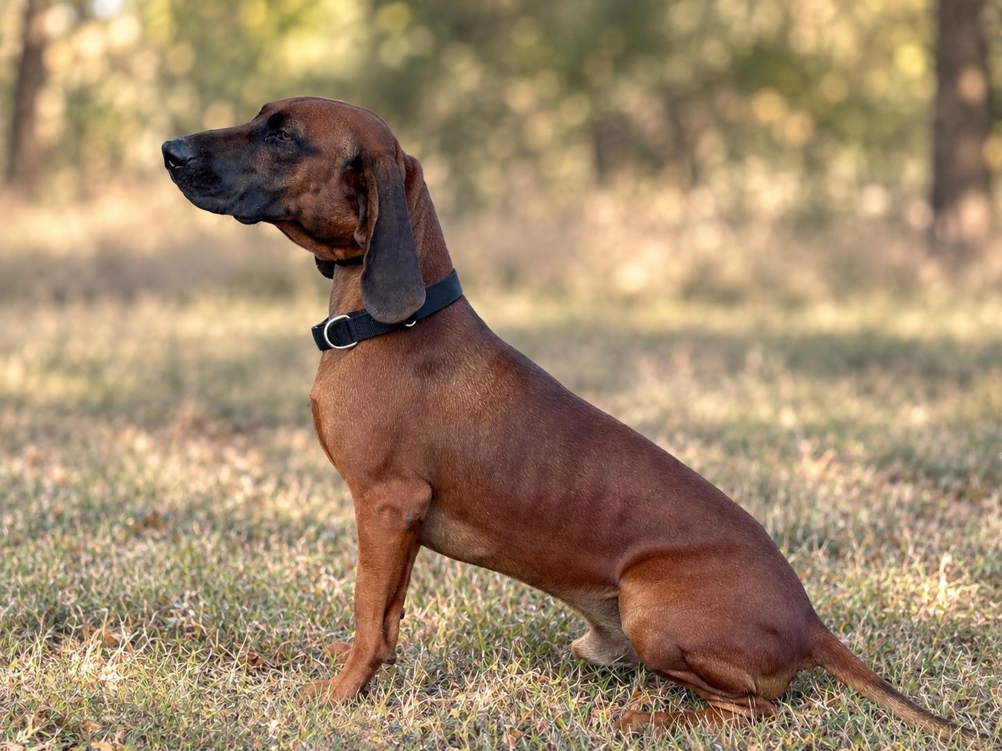 Enlarge Cooper, a Adoptable Hound in Helotes, TX image 3/3