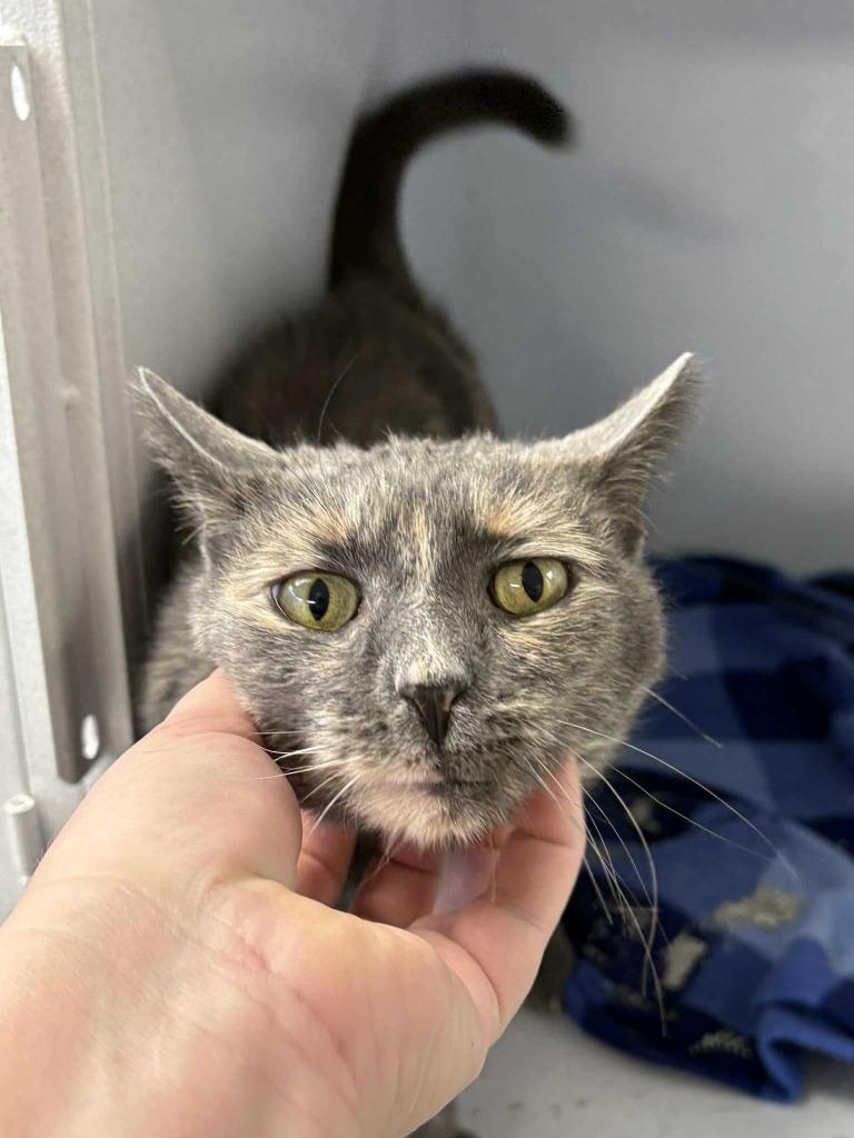 Hercules, Adoptable, Adult Female Domestic Short Hair.