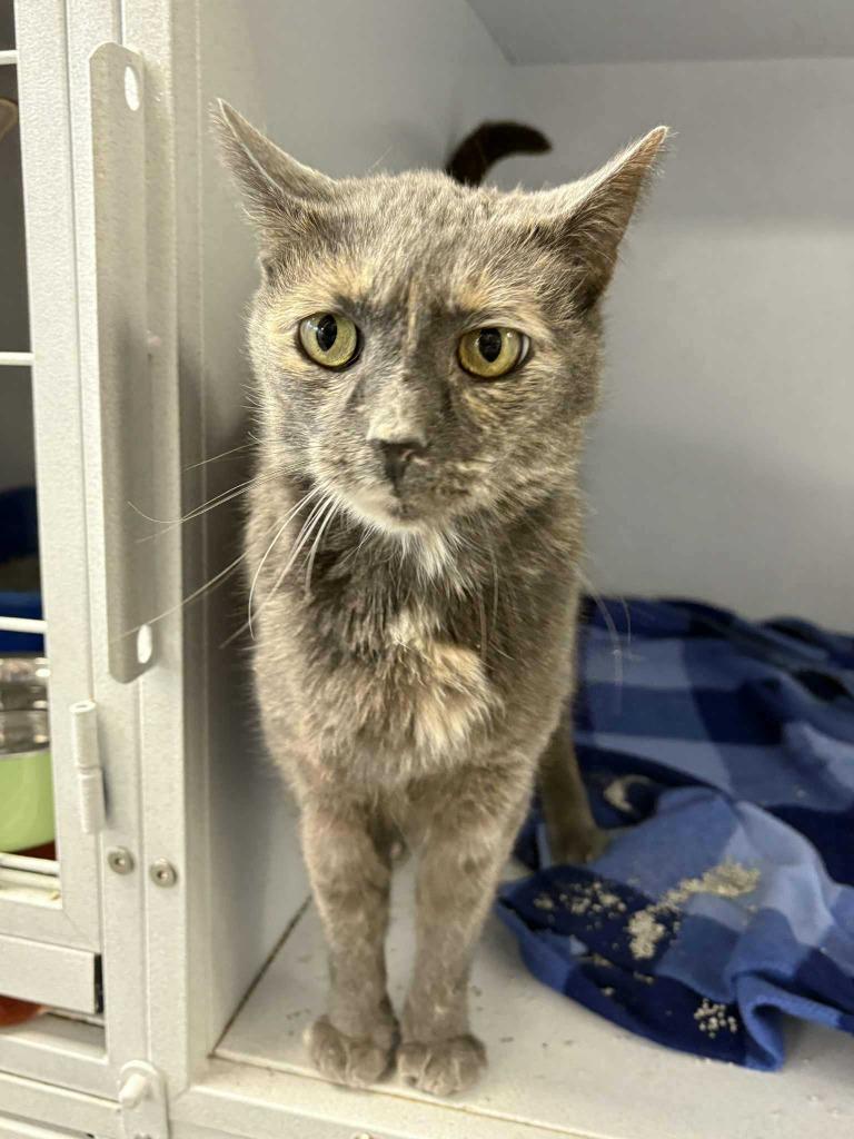 Enlarge Hercules, a Adoptable mixed breed in New Kensington, PA image 2/6