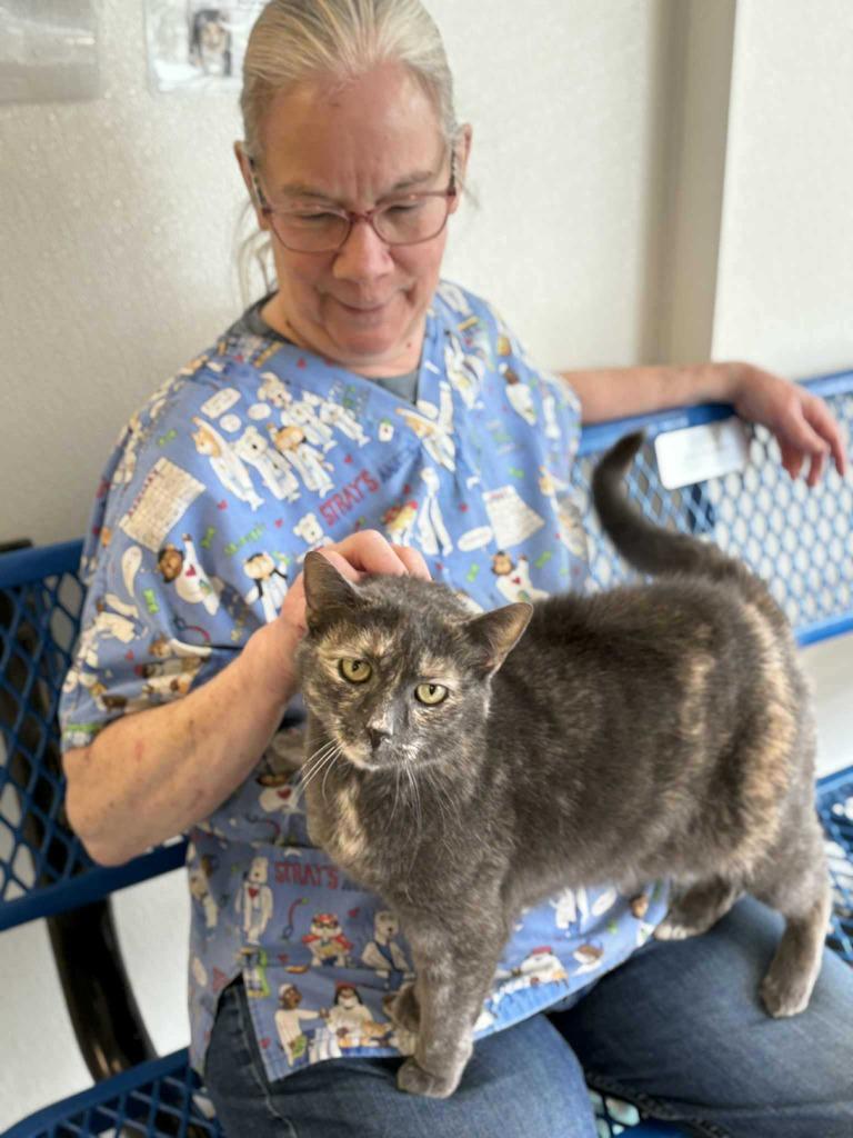 Enlarge Hercules, a Adoptable mixed breed in New Kensington, PA image 4/6