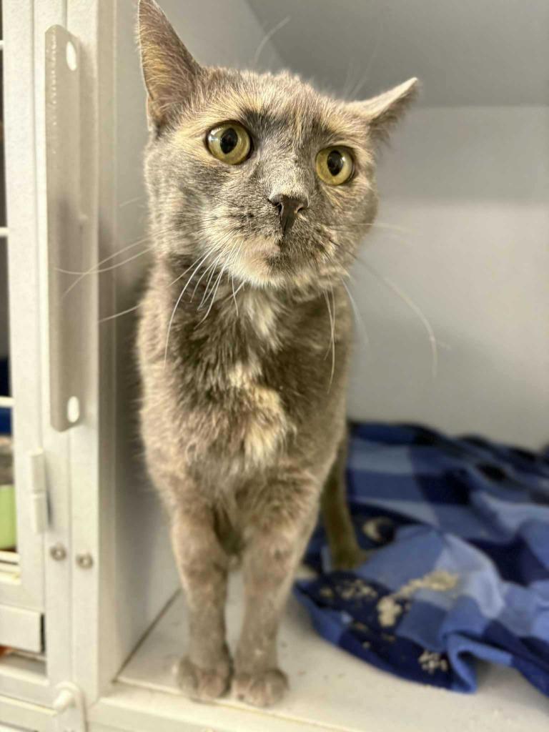 Enlarge Hercules, a Adoptable mixed breed in New Kensington, PA image 5/6