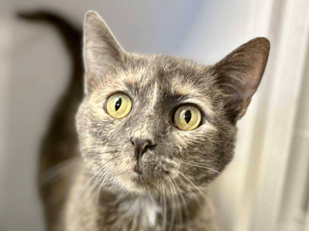 Enlarge Hercules, a Adoptable mixed breed in New Kensington, PA image 6/6