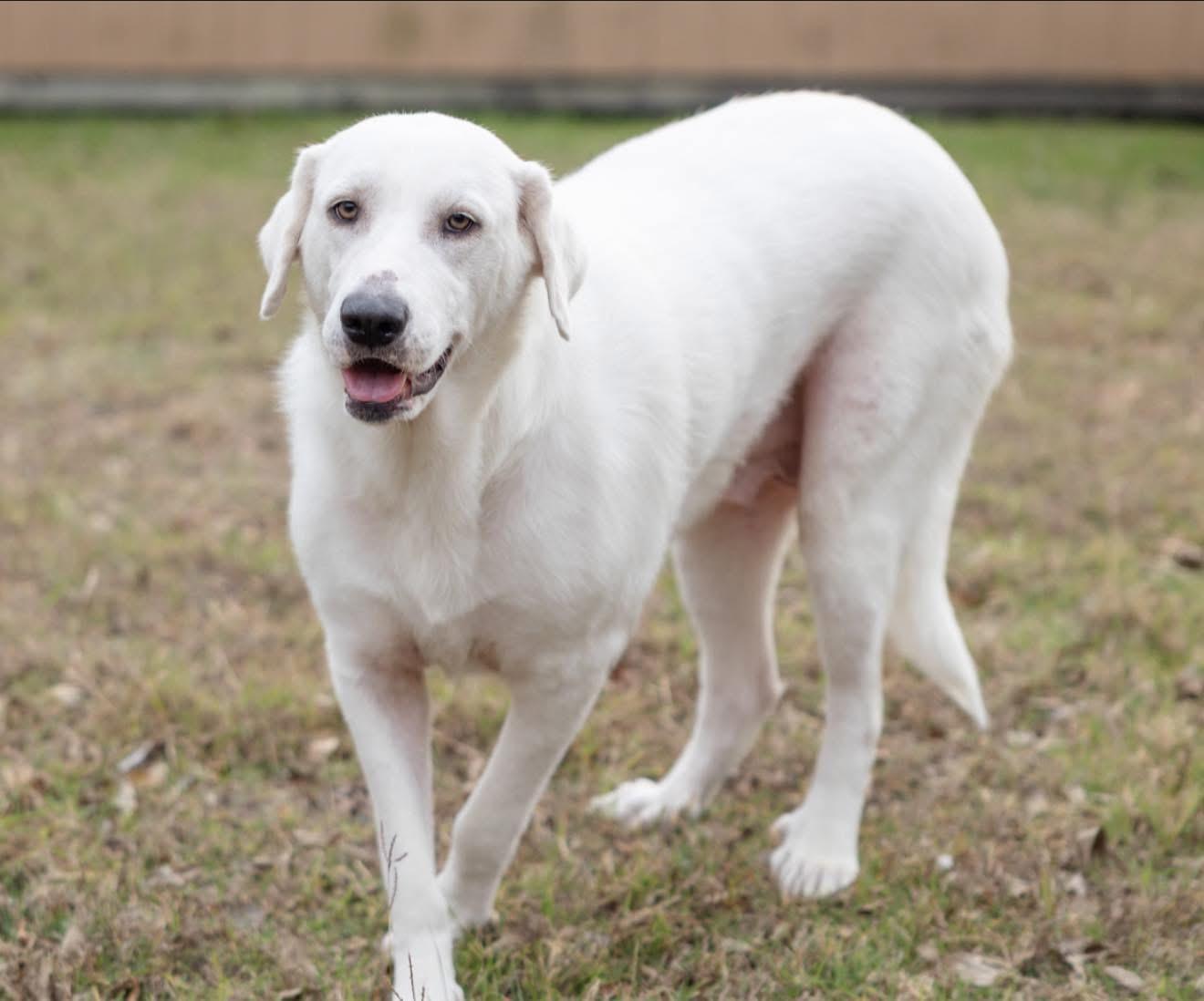 Cherry, Adoptable, Adult Female Great Pyrenees & Labrador Retriever.