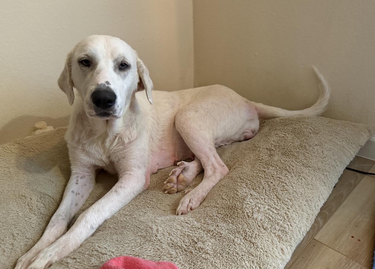 Enlarge Cherry, a Adoptable mixed breed in Pflugerville, TX image 2/4