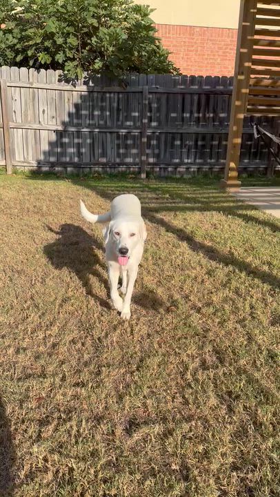 Enlarge Cherry, a Adoptable mixed breed in Pflugerville, TX video 4/4