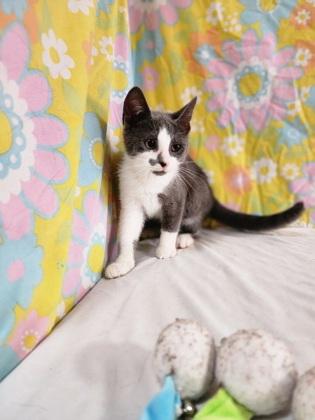 Enlarge Larry, a Adoptable Domestic Short Hair in Bloomsburg, PA image 1/4