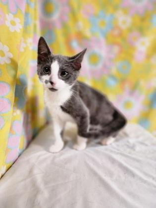Enlarge Larry, a Adoptable Domestic Short Hair in Bloomsburg, PA image 2/4