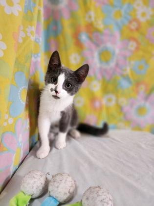 Enlarge Larry, a Adoptable Domestic Short Hair in Bloomsburg, PA image 4/4