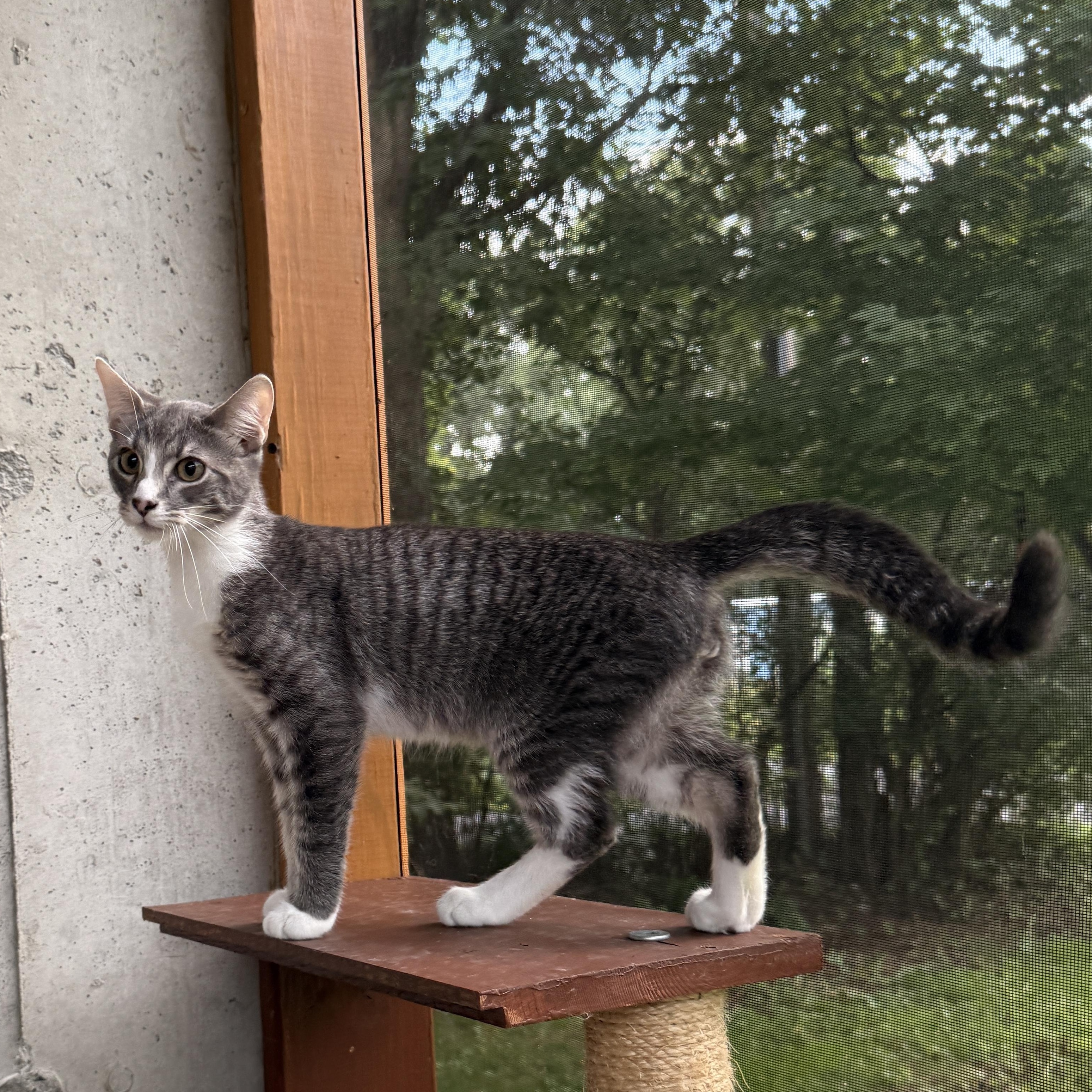 Enlarge Smokey, a Adoptable Domestic Short Hair in Schenectady, NY image 1/4