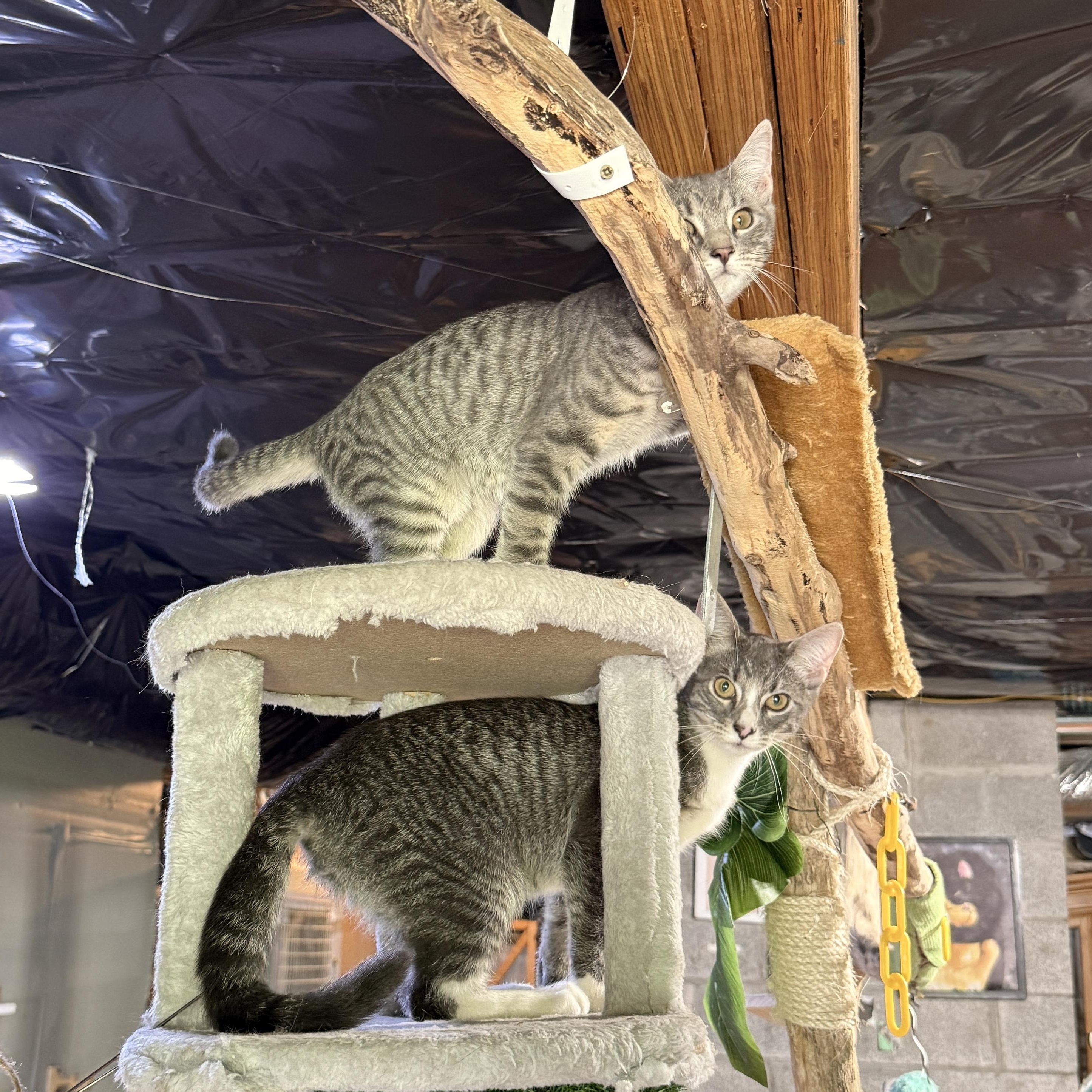 Enlarge Smokey, a Adoptable Domestic Short Hair in Schenectady, NY image 2/4