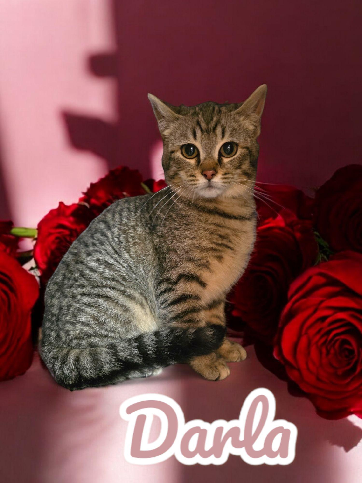 Enlarge Darla, a Adoptable Domestic Short Hair in Plymouth , PA image 1/1