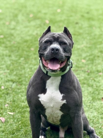 Kendo - 2, Adoptable, Adult Male Pit Bull Terrier & Mixed Breed.
