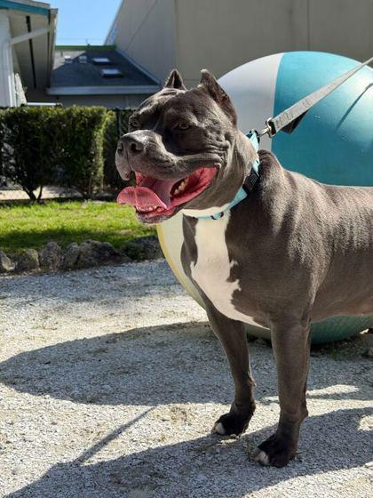 Kendo - 3, a Adoptable mixed breed in Daytona Beach, FL image 1/2