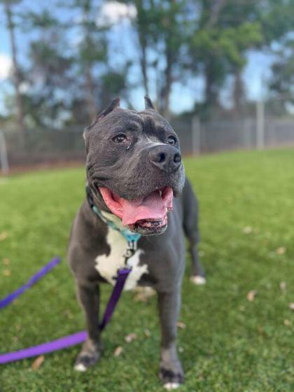 Kendo - 3, a Adoptable mixed breed in Daytona Beach, FL image 2/2