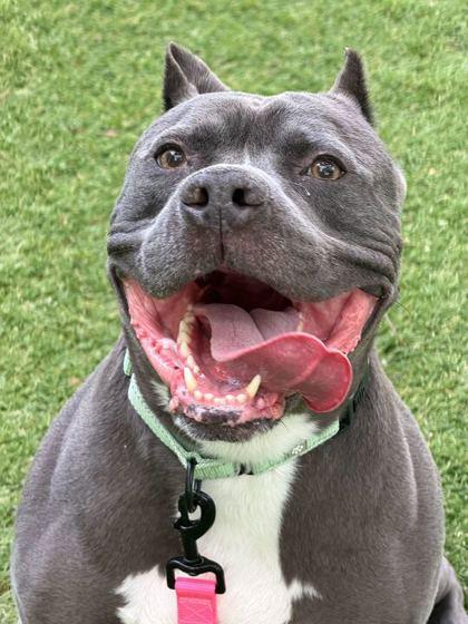 Kendo - 2, a Adoptable mixed breed in Daytona Beach, FL image 2/2