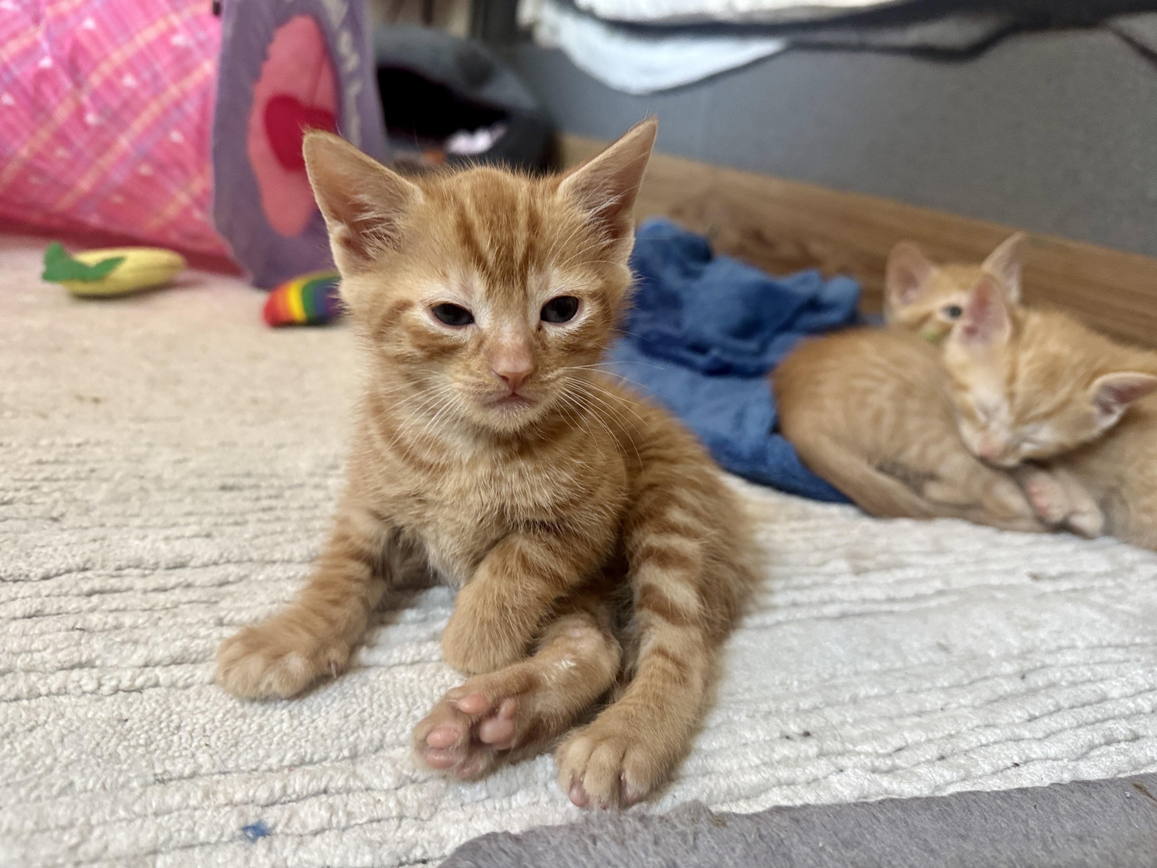 SPARY & TORCH, an adopted American Shorthair in Providence , RI image 3/4