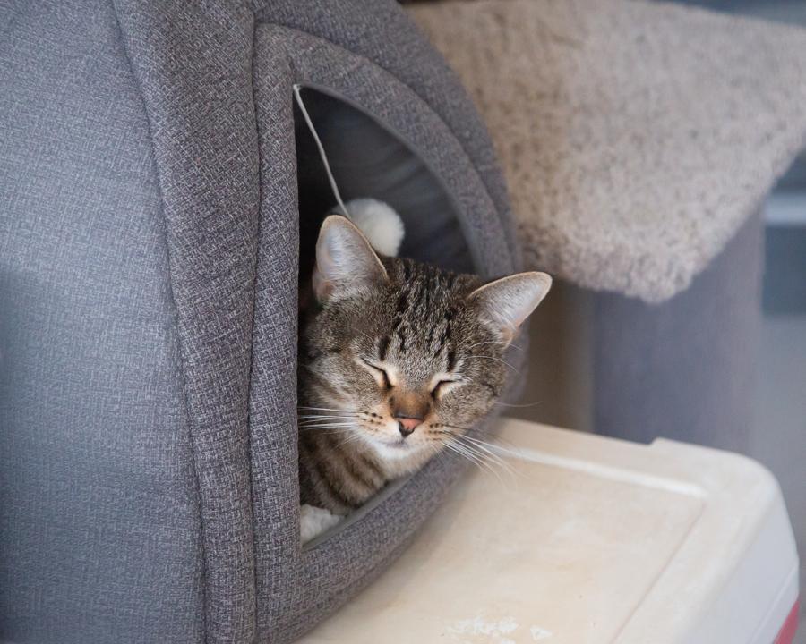 Tabi (with Annie), a Adoptable Domestic Short Hair in Marana, AZ image 3/5
