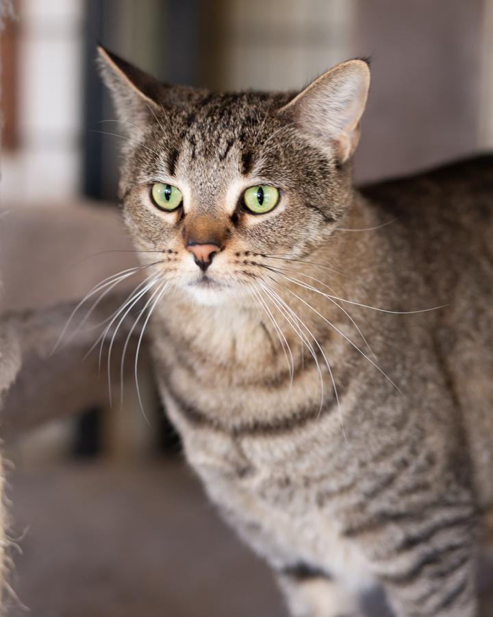 Tabi (with Annie), a Adoptable Domestic Short Hair in Marana, AZ image 1/5