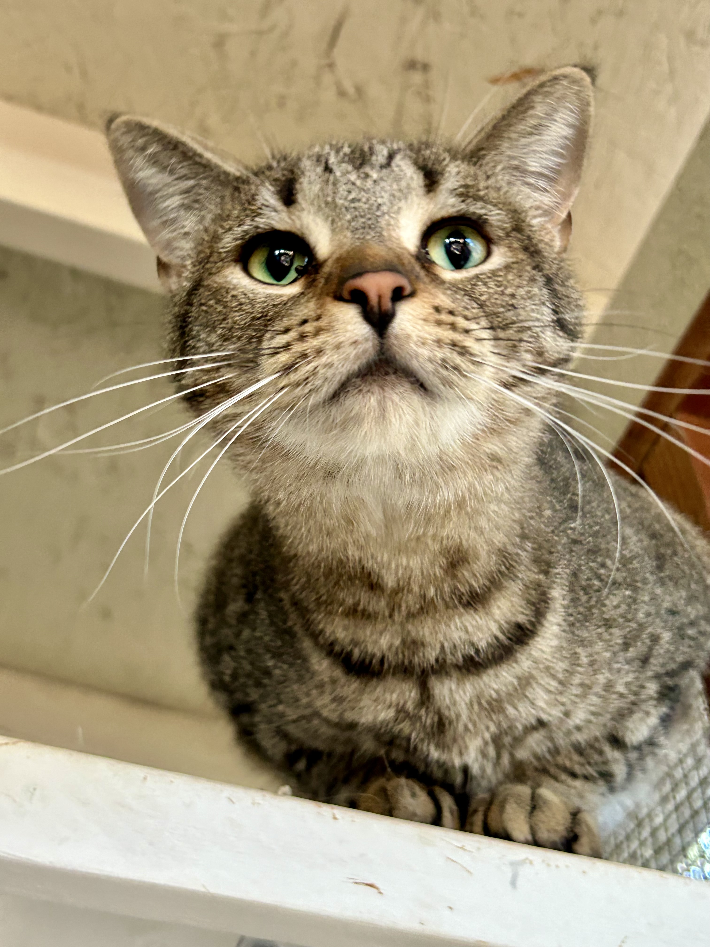 Tabi (with Annie), a Adoptable Domestic Short Hair in Marana, AZ image 4/5