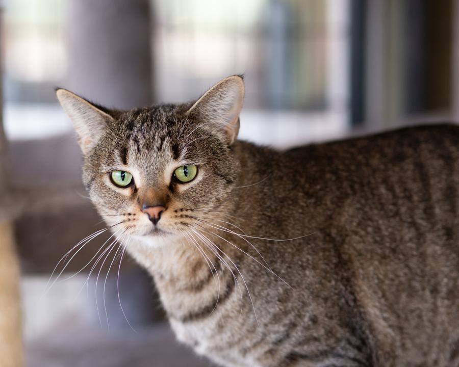 Tabi (with Annie), a Adoptable Domestic Short Hair in Marana, AZ image 2/5