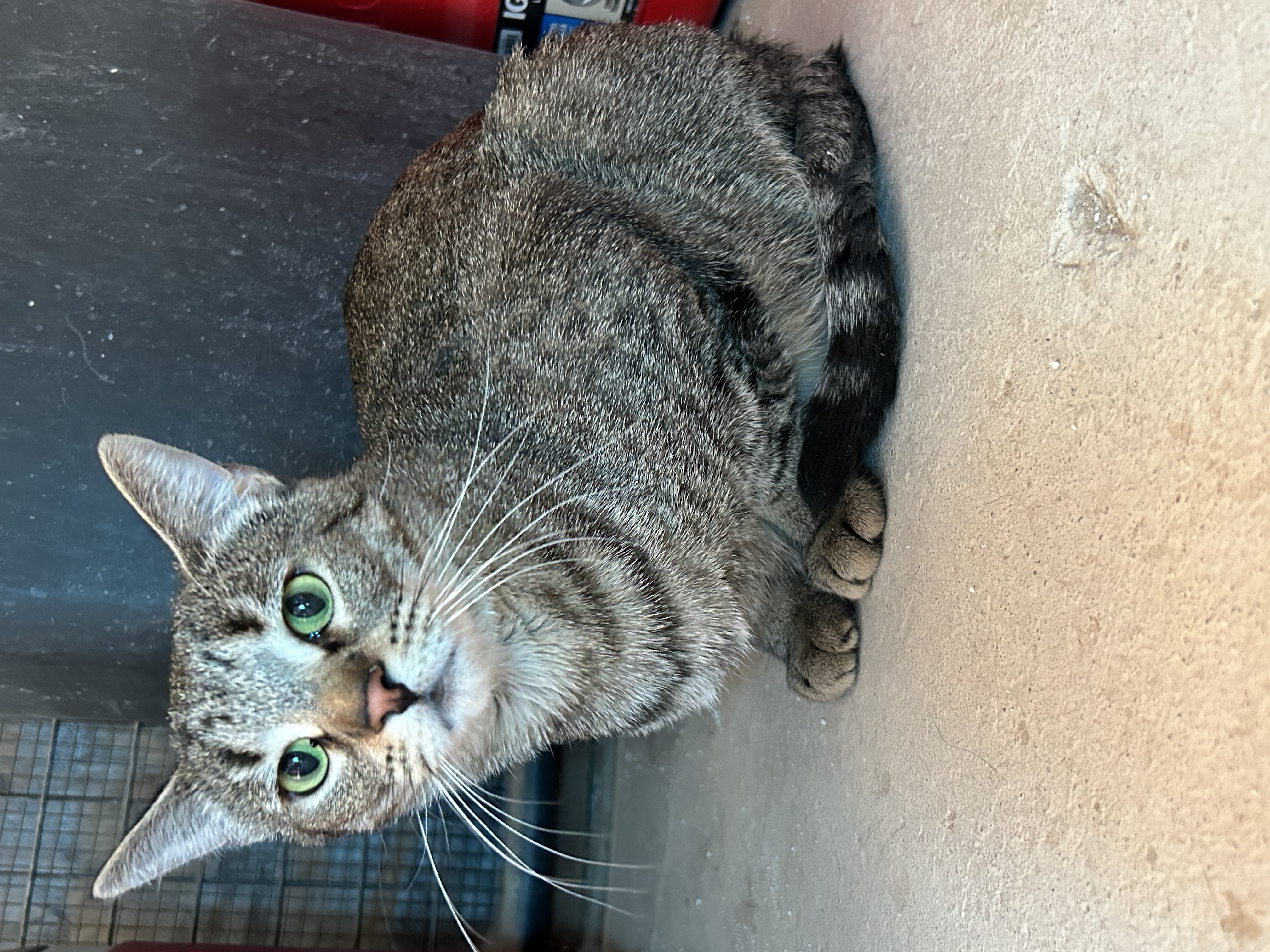 Tabi (with Annie), a Adoptable Domestic Short Hair in Marana, AZ image 5/5