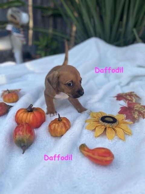 Petal's Pups, a Adoptable mixed breed in Vernon, CT image 6/6